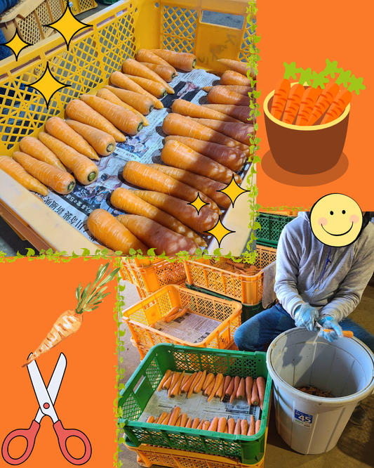 🥕人参の出荷作業の様子をご紹介