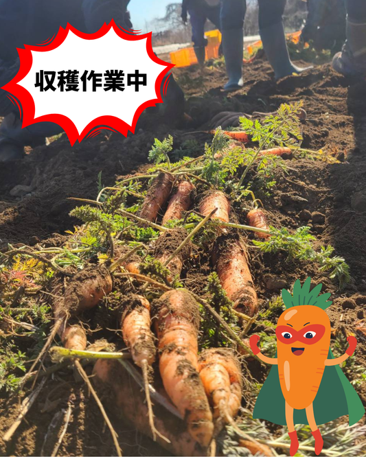 🥕 春のにんじん収穫の様子をご紹介