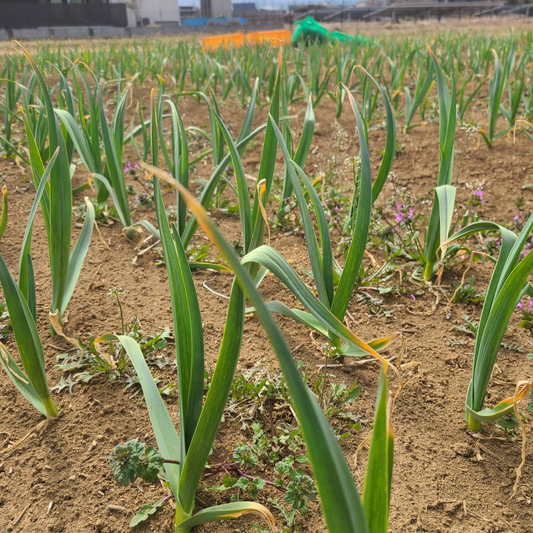 🧄にんにくの休眠明け、もうすぐ春です