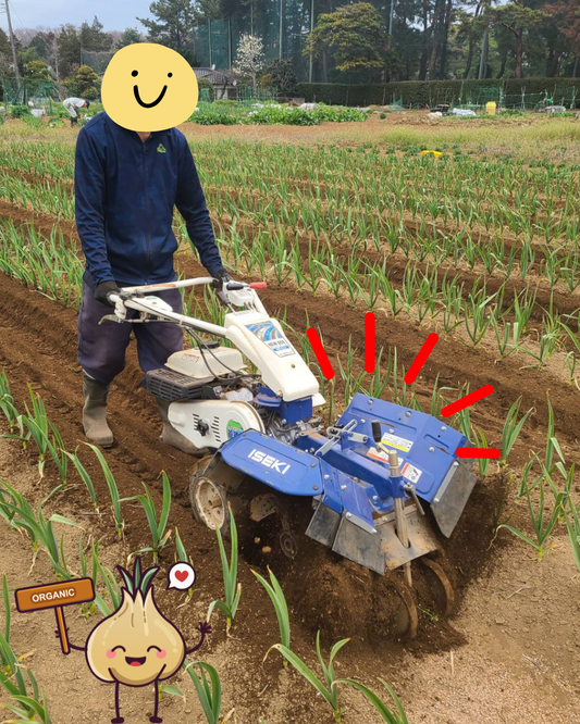 🧄にんにくの成長を支える「土寄せ作業」