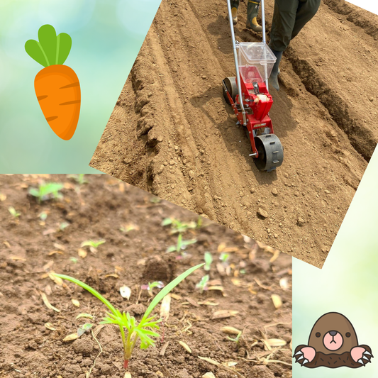 🥕 にんじんの芽が出ました！夏の陽気の中、すくすく成長中