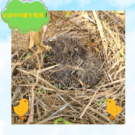 🧄にんにく畑で、ひばりの赤ちゃんと出会いました