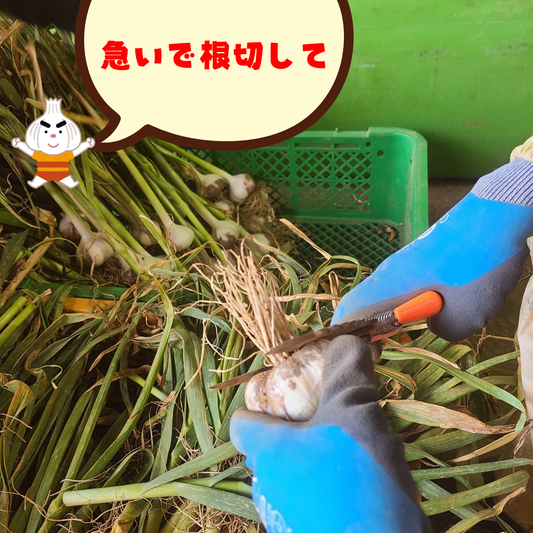 🧄にんにくの収獲が終わりました！