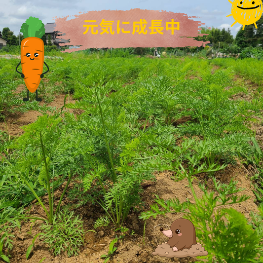 🥕 夏のにんじん、すくすく成長中！収穫に向けて作業進行中