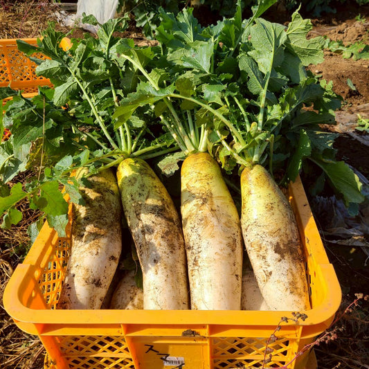 じんわ〜り染みる！冬の濃厚とろ甘大根が入荷しました！