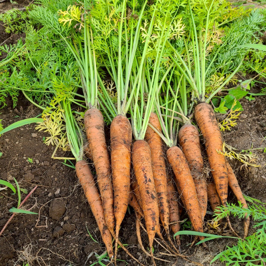 自然の甘みがぎゅっと詰まった農薬不使用にんじんを大量収穫しました！