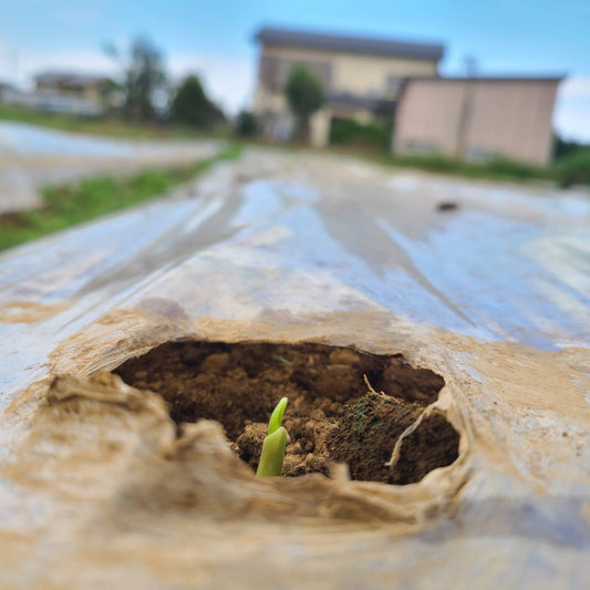 🌱にんにくの芽が出てきました