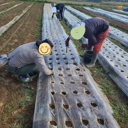 🧄にんにくの定植作業