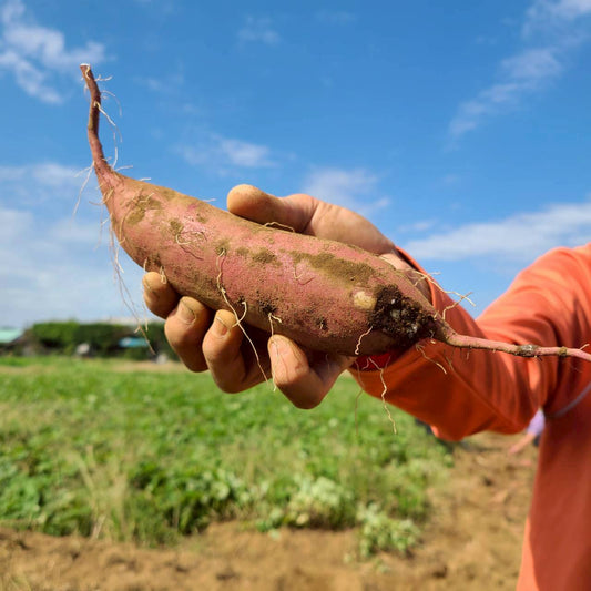 自然の恵みがぎゅっと詰まった、甘くてほくほくのさつまいもを収穫しました！