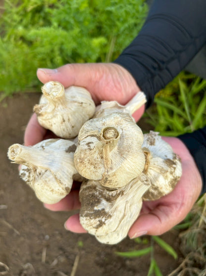 濃厚で甘い！大粒福地ホワイト六片にんにく（栽培期間中農薬・化学肥料不使用／玉売り）