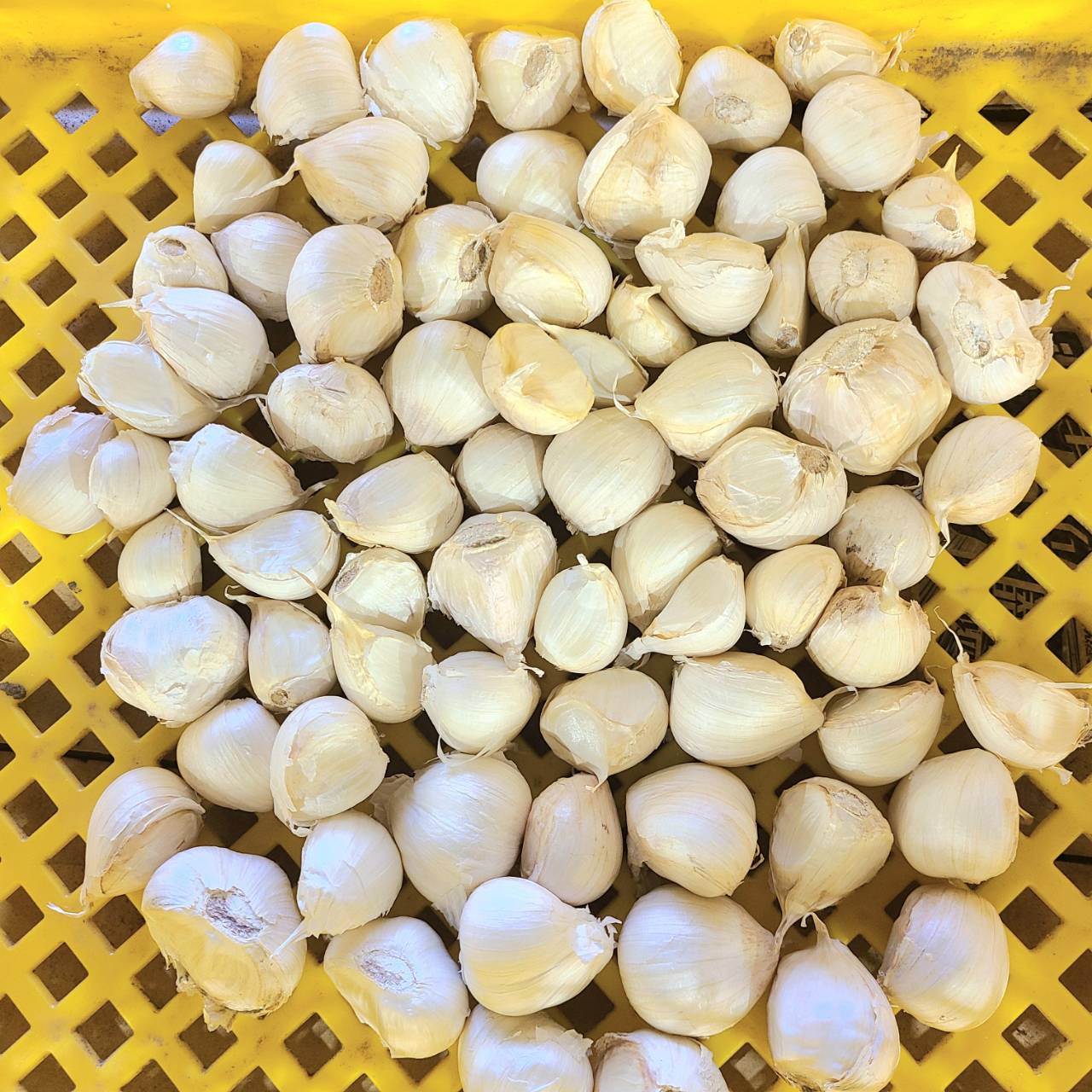 濃厚で甘い！大粒福地ホワイト六片にんにく（栽培期間中農薬・化学肥料不使用／玉売り）
