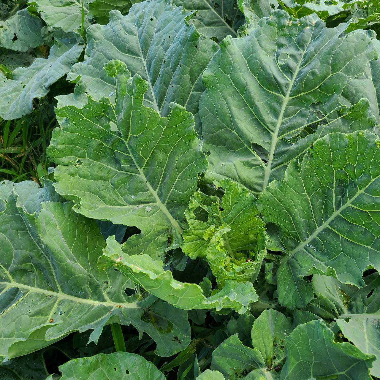 ケールパウダー βカロテンを届けるこだわり栽培のケールをそのまま粉末に 茨城県産（栽培期間中農薬・化学肥料・除草剤・防虫剤不使用）