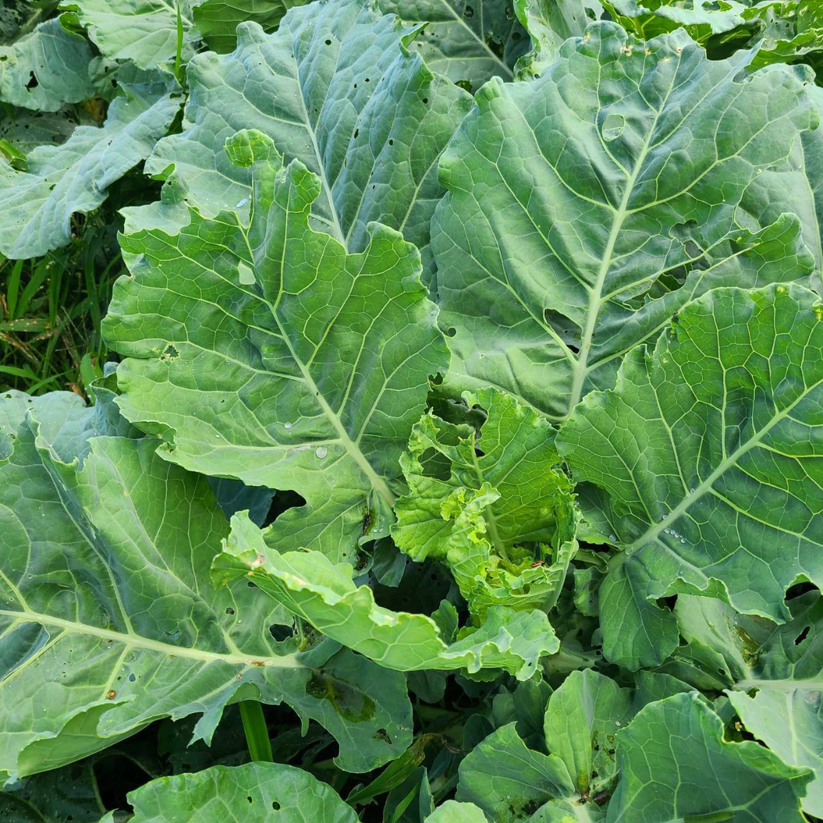 ケール×ビーツ 野菜パウダー 2種お試しセット 30g×2 茨城県産（栽培期間中農薬・化学肥料・除草剤・防虫剤不使用）