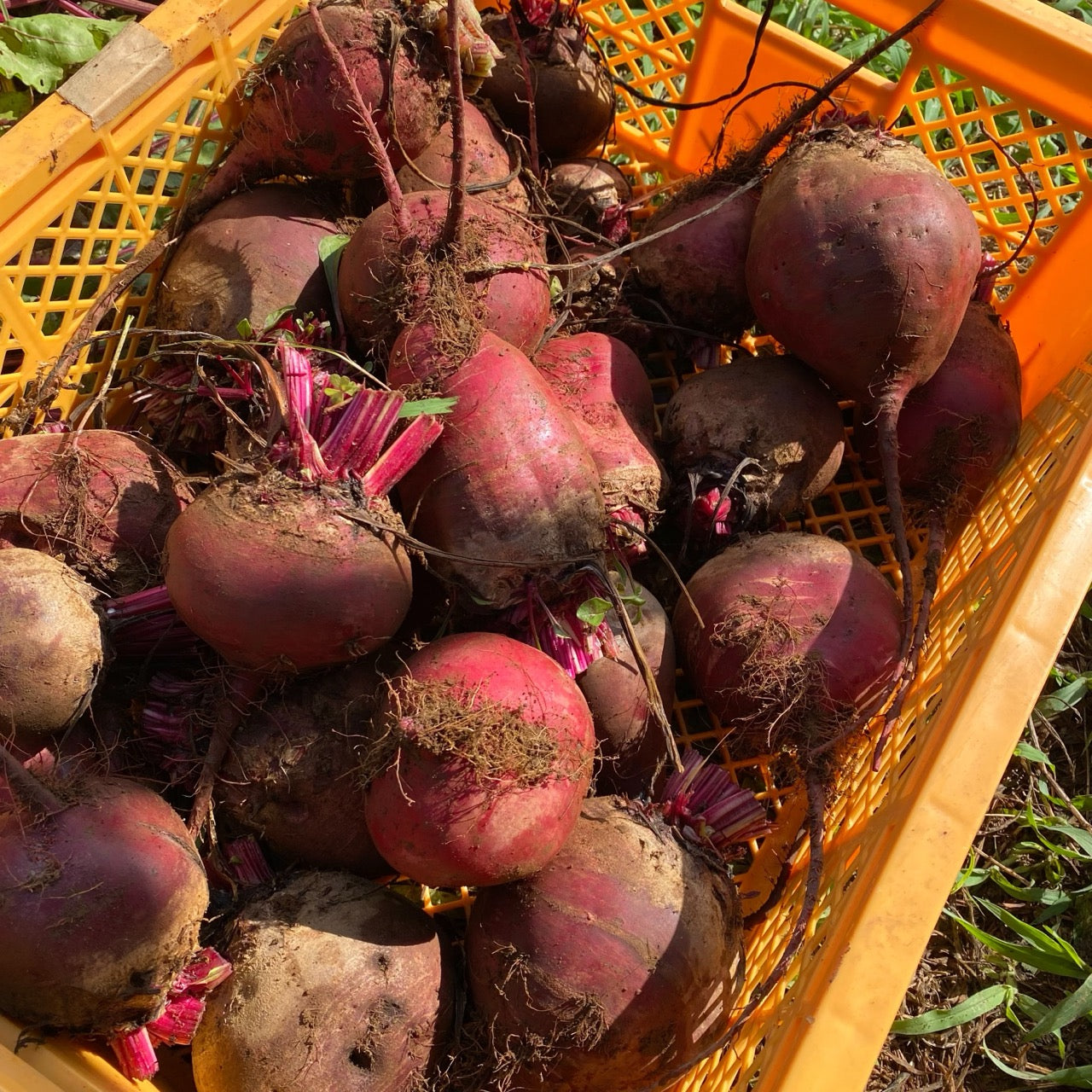 ビーツパウダー ポリフェノールを届ける採れたてビーツをそのまま粉末に 茨城県産（栽培期間中農薬・化学肥料・除草剤・防虫剤不使用）