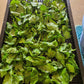 ケールパウダー βカロテンを届けるこだわり栽培のケールをそのまま粉末に 茨城県産（栽培期間中農薬・化学肥料・除草剤・防虫剤不使用）
