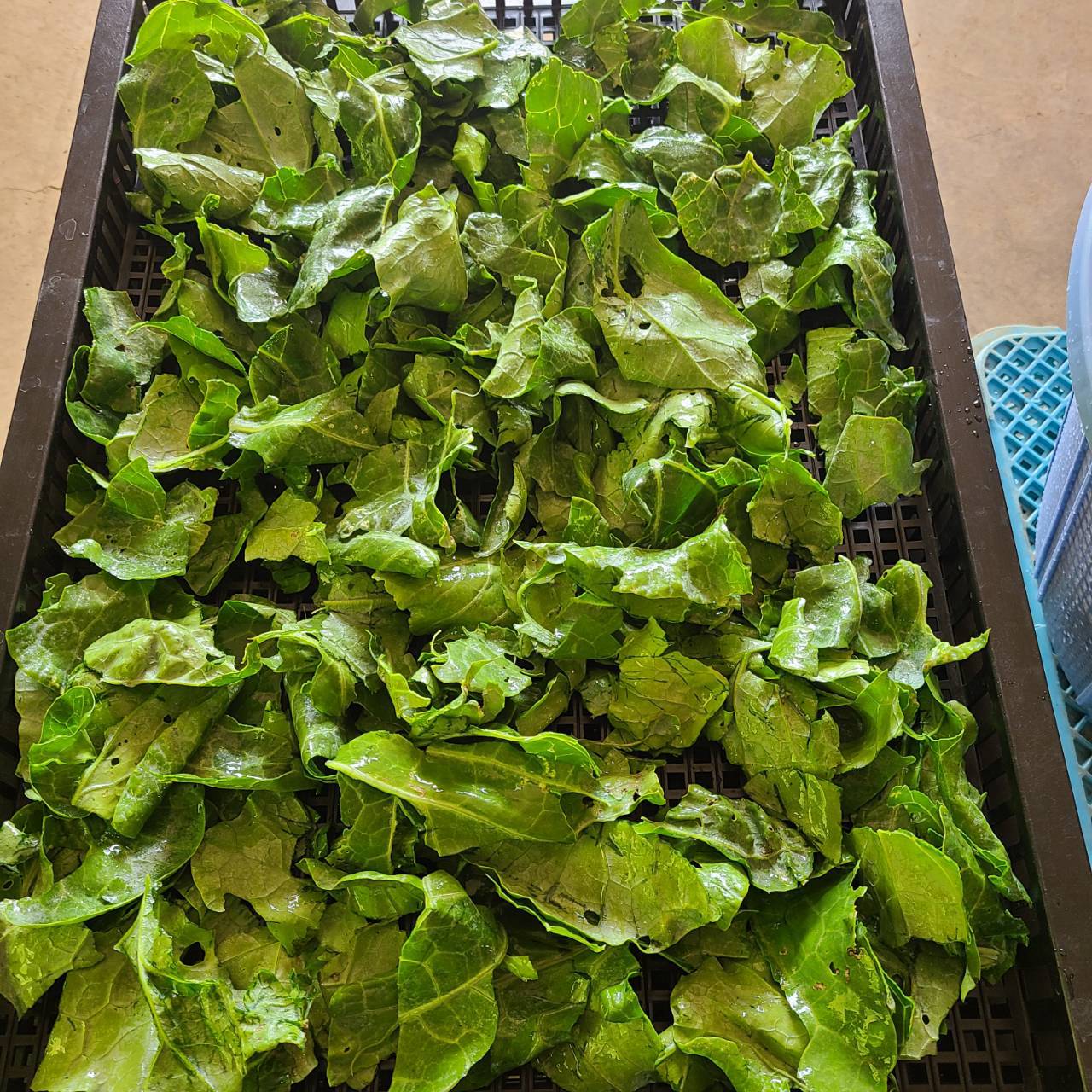 ケールパウダー βカロテンを届けるこだわり栽培のケールをそのまま粉末に 茨城県産（栽培期間中農薬・化学肥料・除草剤・防虫剤不使用）