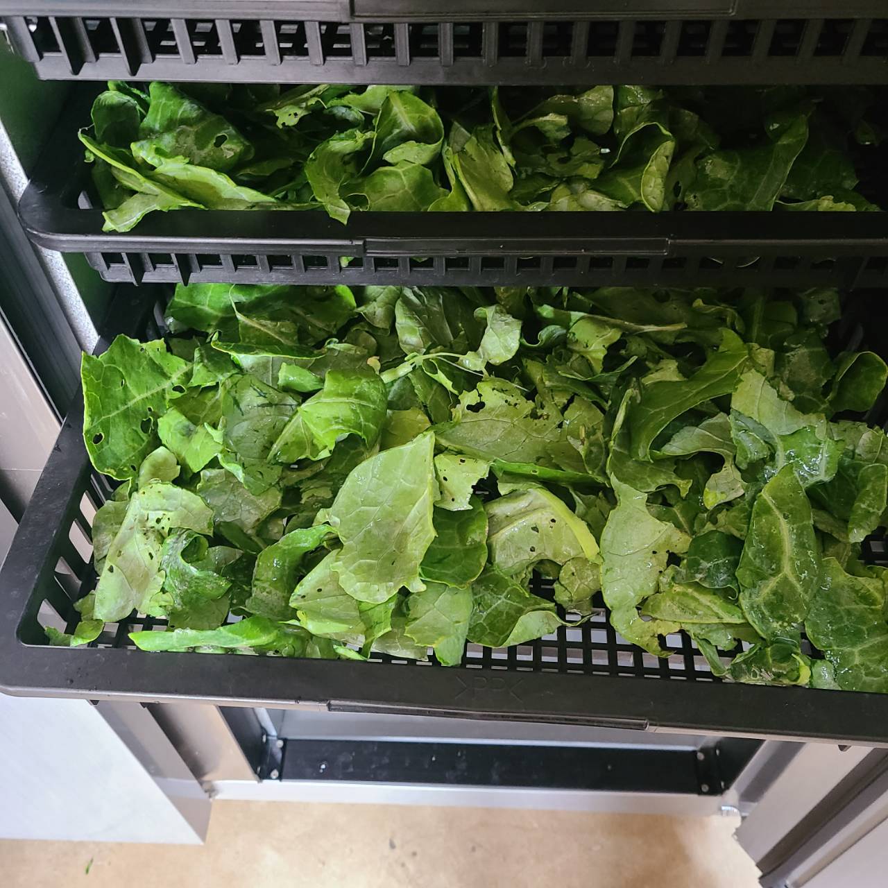 ケールパウダー βカロテンを届けるこだわり栽培のケールをそのまま粉末に 茨城県産（栽培期間中農薬・化学肥料・除草剤・防虫剤不使用）