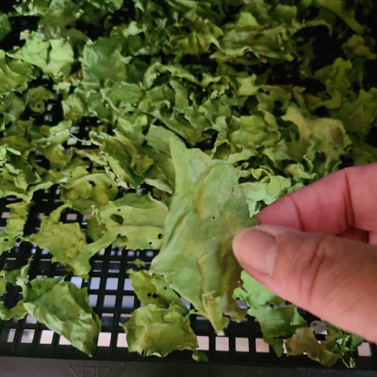 ケールパウダー βカロテンを届けるこだわり栽培のケールをそのまま粉末に 茨城県産（栽培期間中農薬・化学肥料・除草剤・防虫剤不使用）