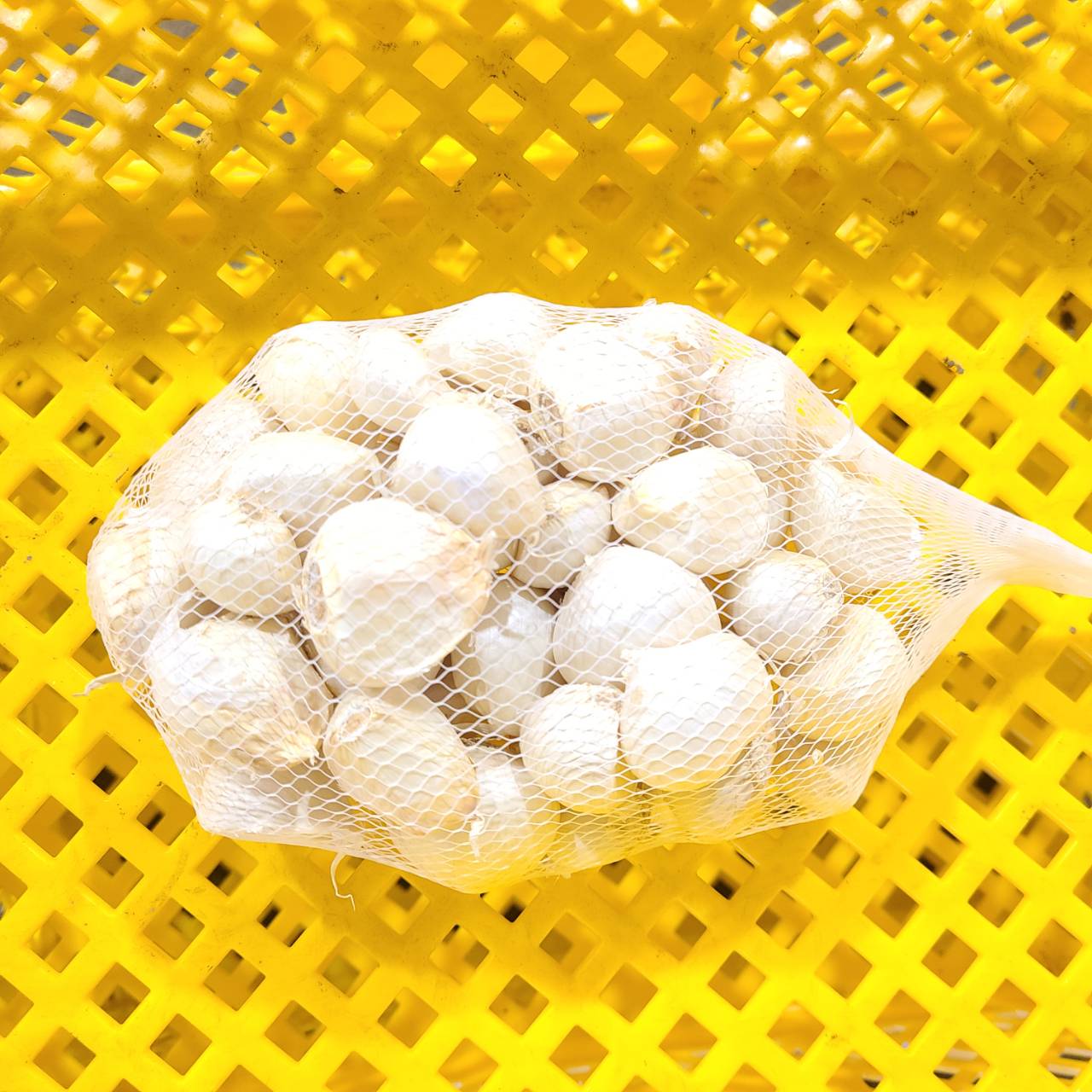 濃厚で甘い！大粒福地ホワイト六片にんにく（栽培期間中農薬・化学肥料不使用／バラ）