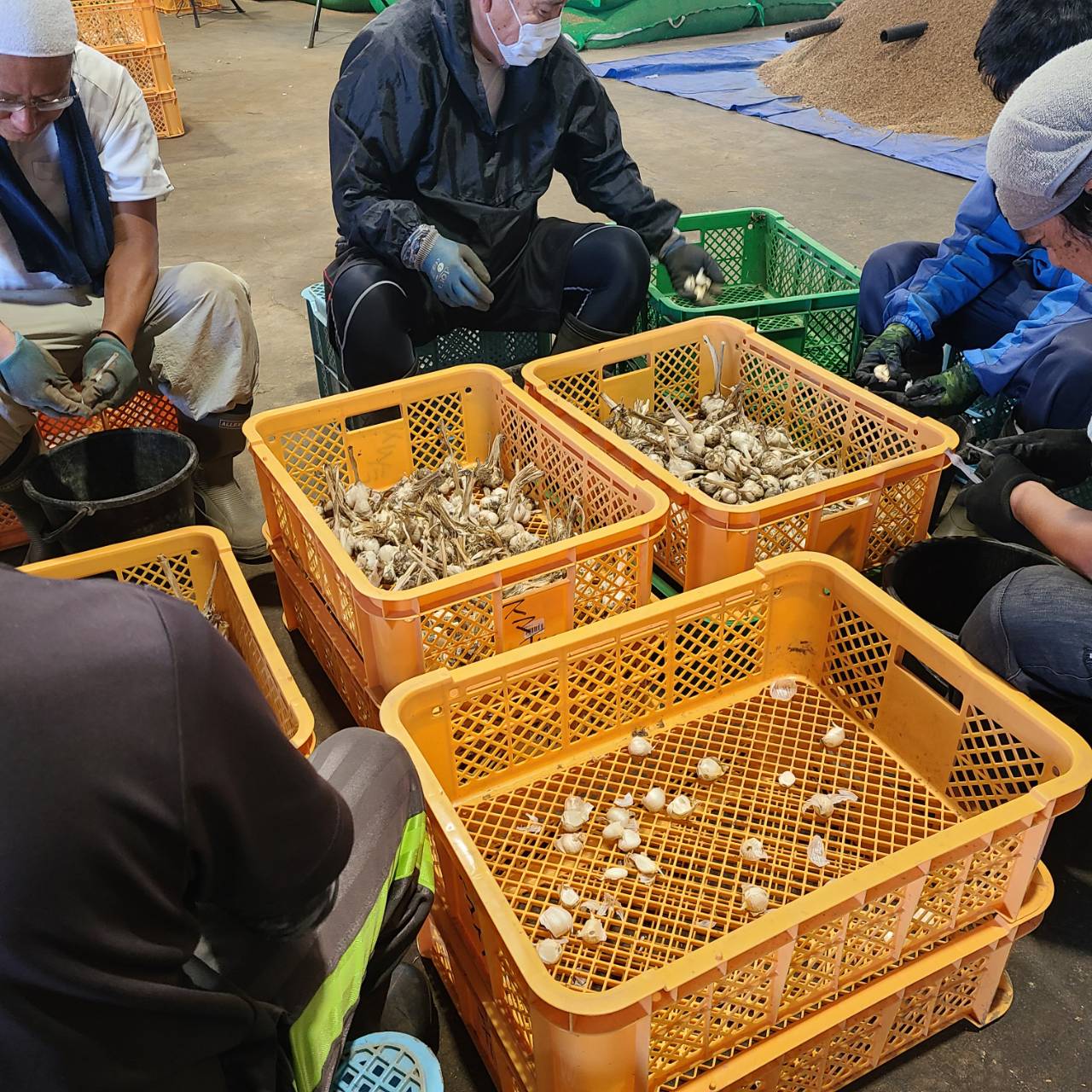 濃厚で甘い！大粒福地ホワイト六片にんにく（栽培期間中農薬・化学肥料不使用／バラ）