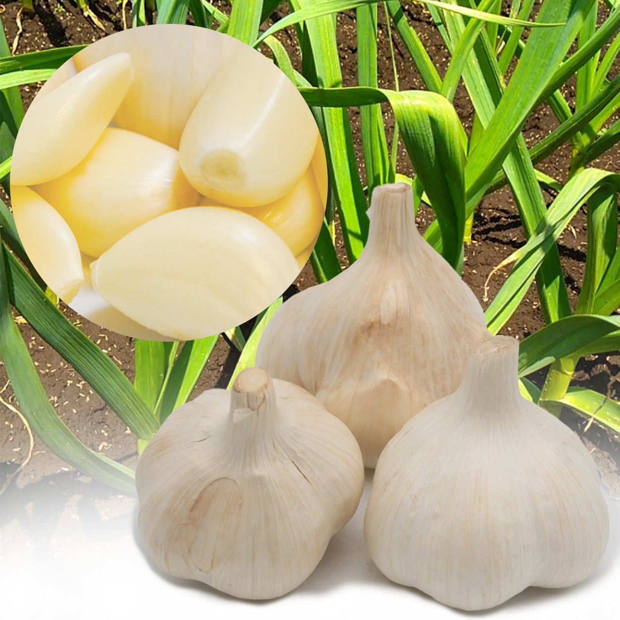 国产【茨城县】无农药无化肥零硝态氮大蒜（500g、1kg、2kg）