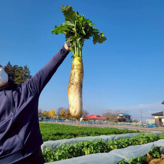 自然栽培で育てたみずみずしい大根の写真
