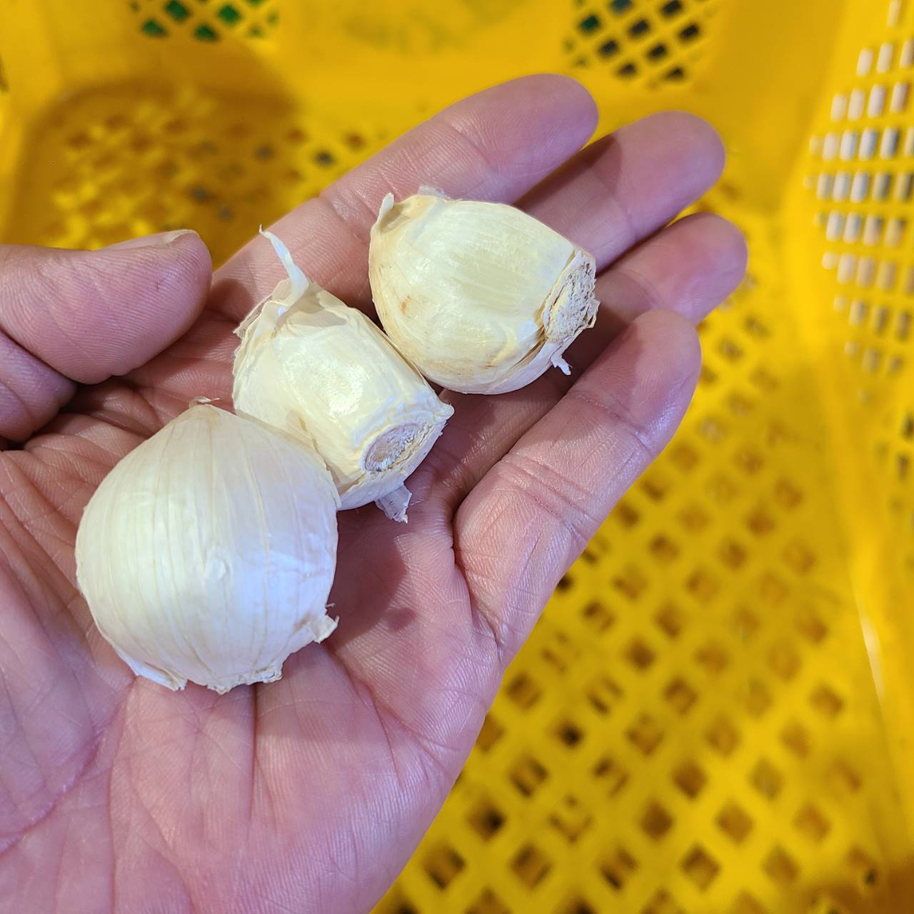濃厚で甘い！大粒福地ホワイト六片にんにく（栽培期間中農薬・化学肥料不使用／バラ）