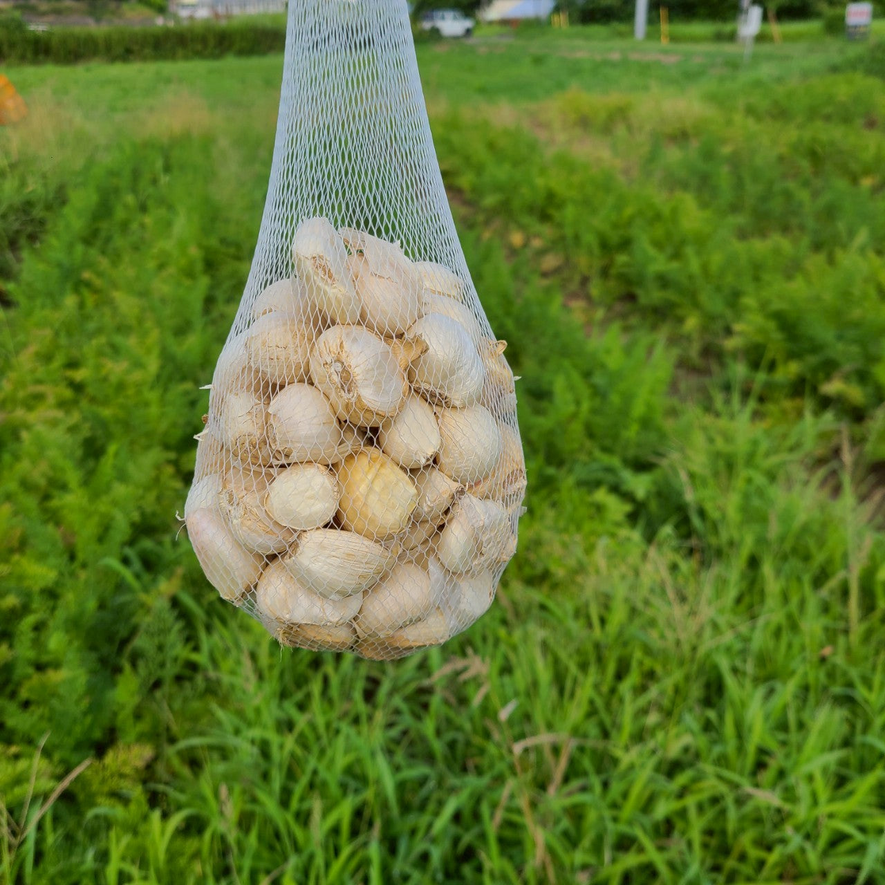 濃厚で甘い！大粒福地ホワイト六片にんにく（栽培期間中農薬・化学肥料不使用／バラ）