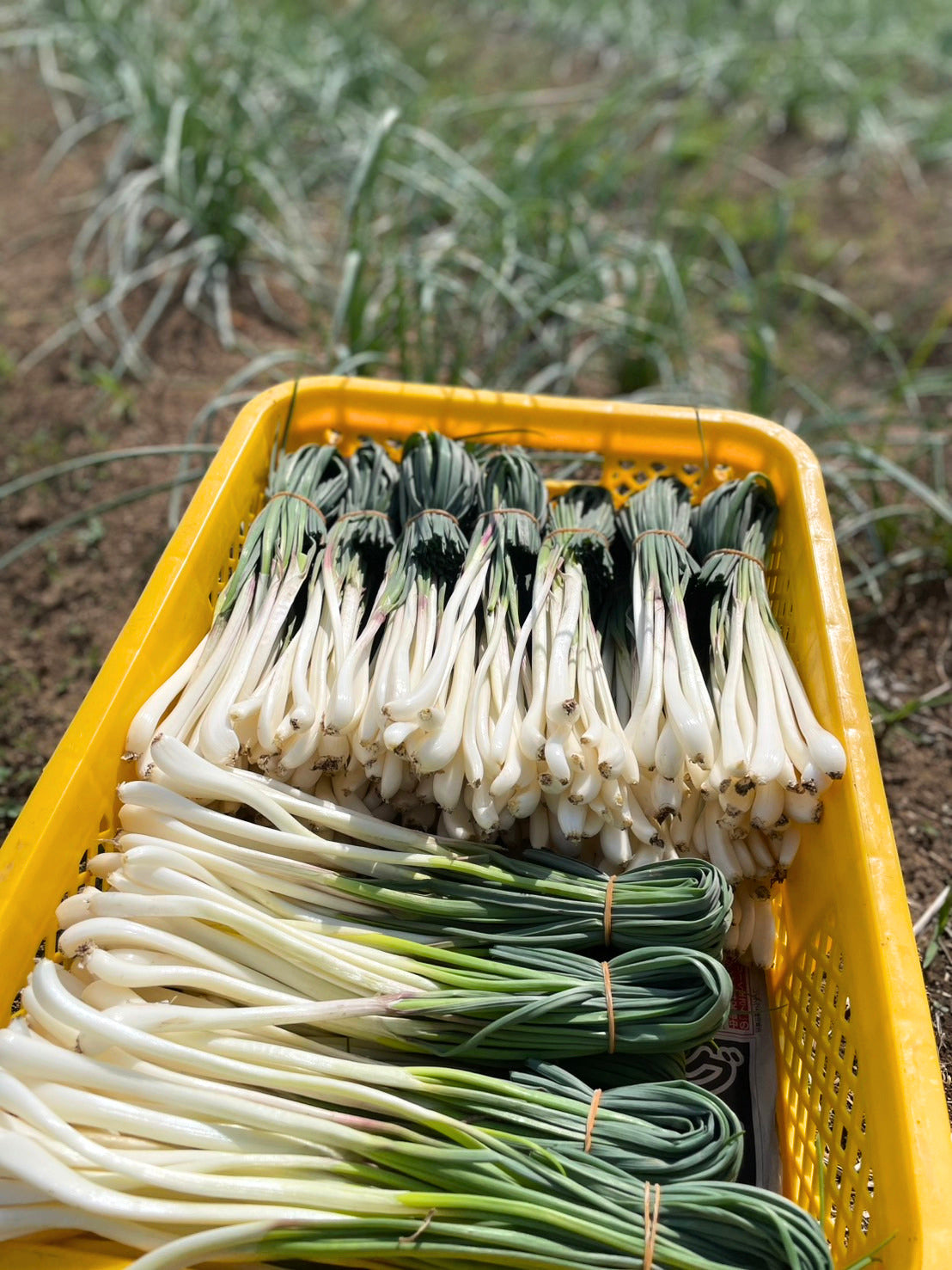 エシャレット（若採りらっきょう） シャキシャキ食感 味噌つけてそのまま丸かじり 茨城県産（農薬・化学肥料・除草剤・防虫剤不使用）