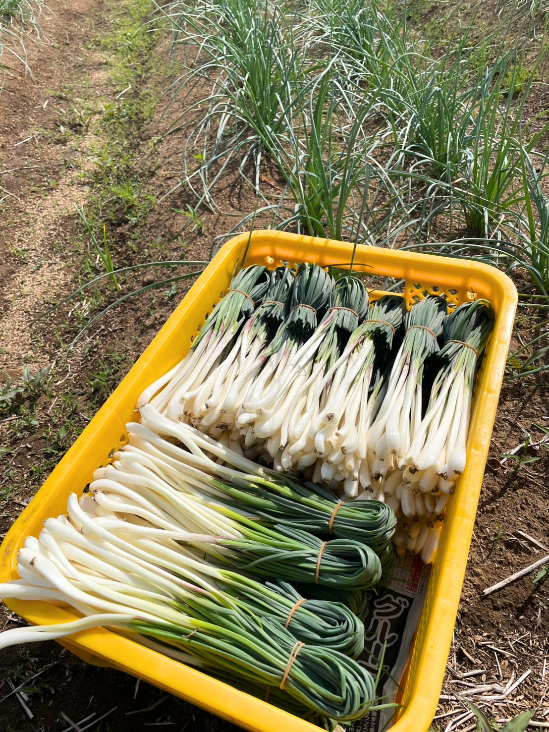 エシャレット（若採りらっきょう） シャキシャキ食感 味噌つけてそのまま丸かじり 茨城県産（農薬・化学肥料・除草剤・防虫剤不使用）
