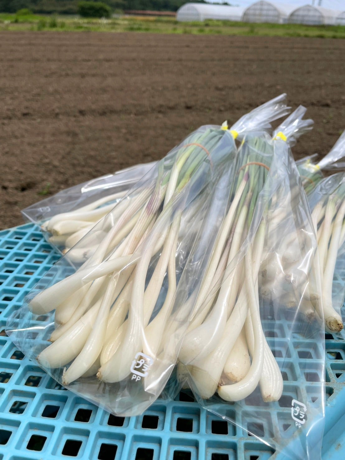 エシャレット（若採りらっきょう） シャキシャキ食感 味噌つけてそのまま丸かじり 茨城県産（農薬・化学肥料・除草剤・防虫剤不使用）