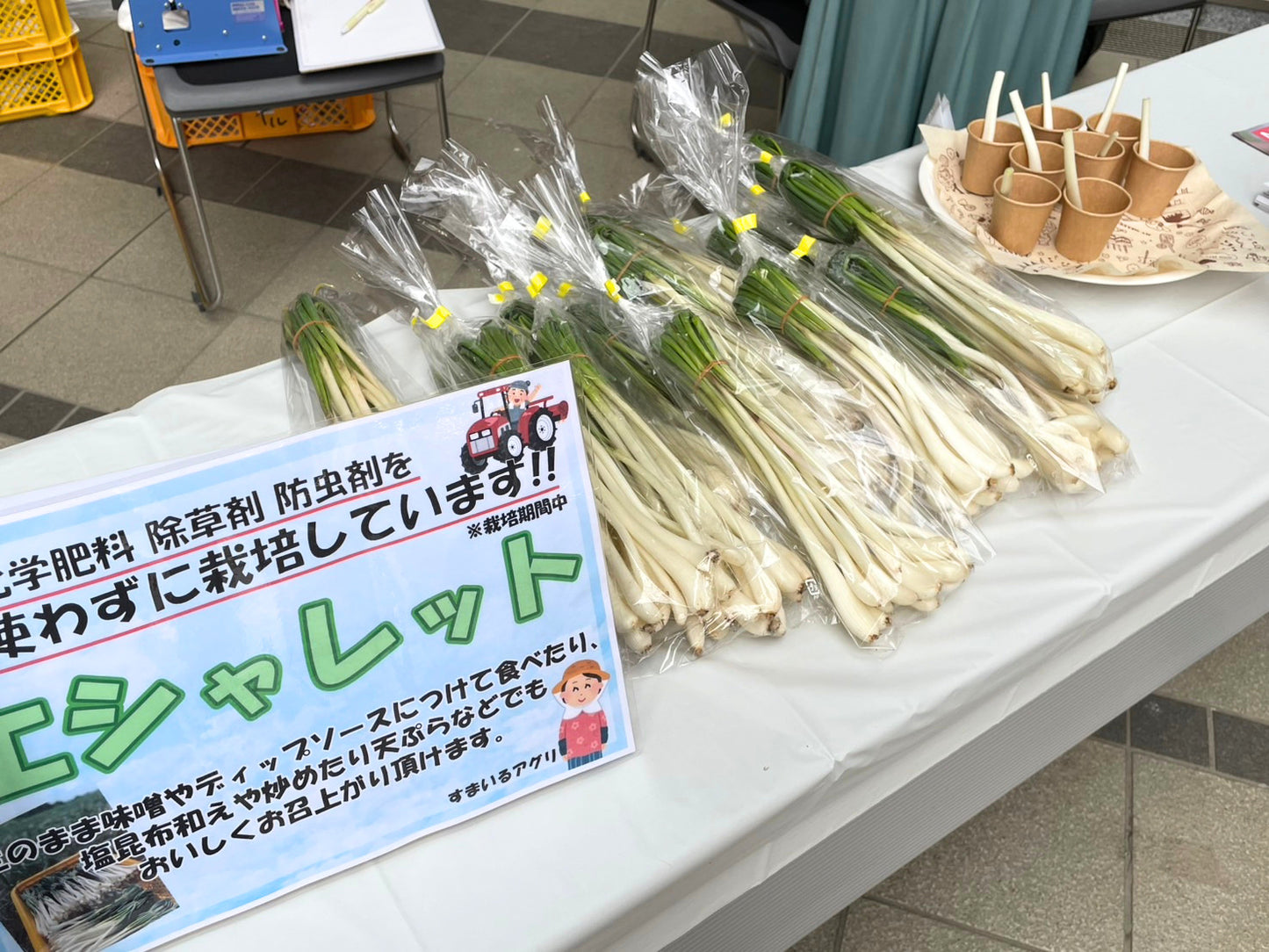 エシャレット（若採りらっきょう） シャキシャキ食感 味噌つけてそのまま丸かじり 茨城県産（農薬・化学肥料・除草剤・防虫剤不使用）