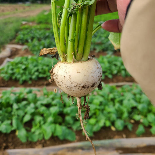 新鮮なかぶ。皮ごと食べられ、やわらかな食感とほんのり甘みが特徴の旬の野菜。