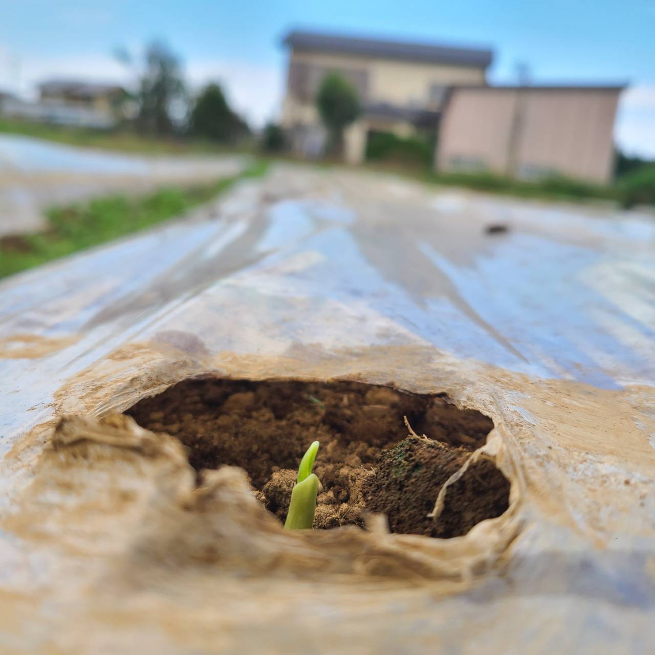 畑のにんにくから出てきた芽