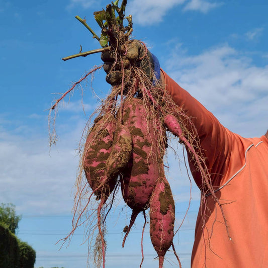 農薬不使用の紅はるか さつまいも、甘くてほくほくの自然栽培野菜