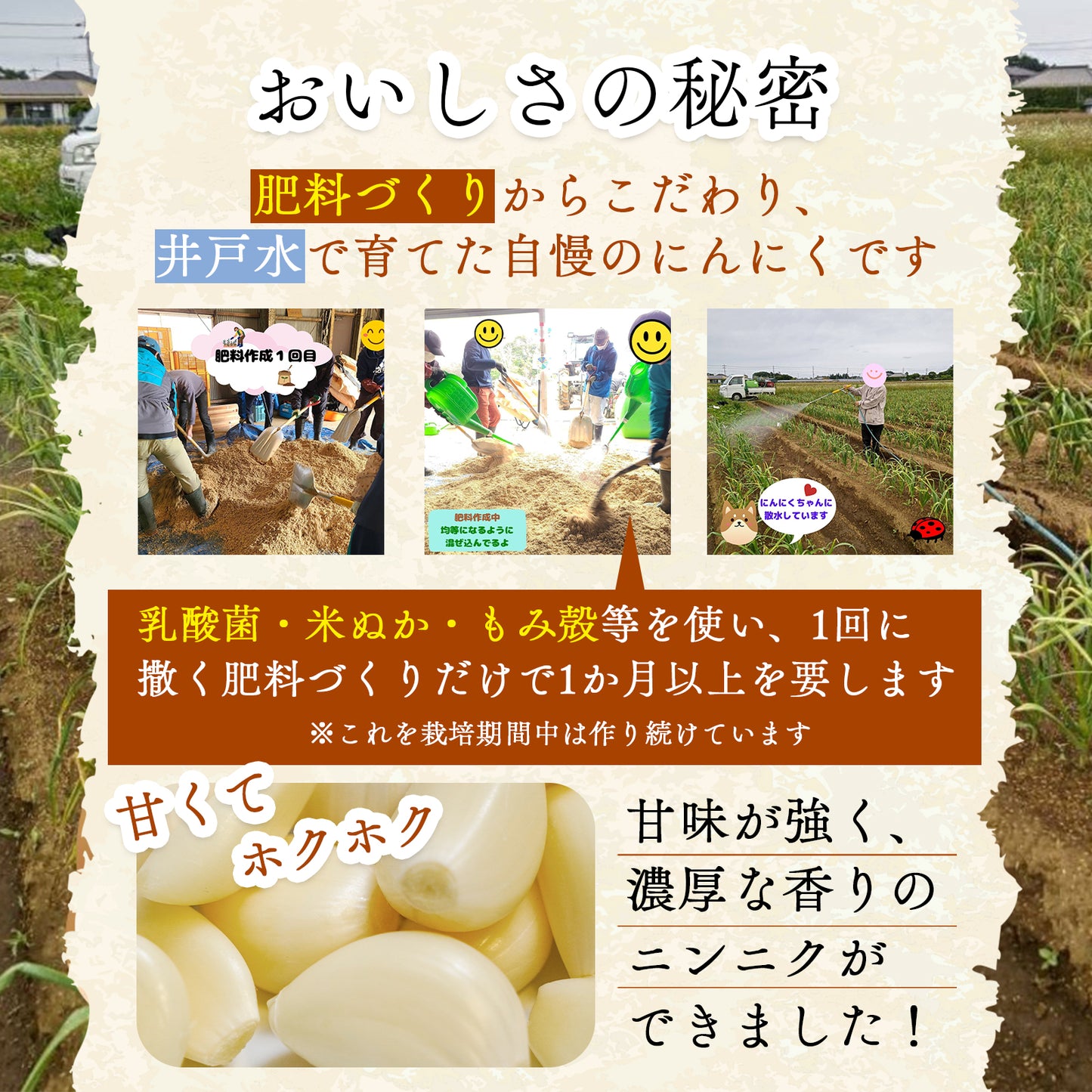 国产【茨城县】无农药无化肥零硝态氮大蒜（500g、1kg、2kg）