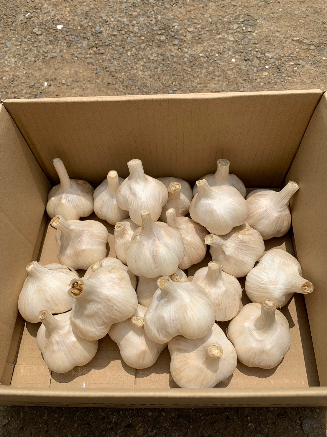 国产【茨城县】无农药无化肥零硝态氮大蒜（500g、1kg、2kg）